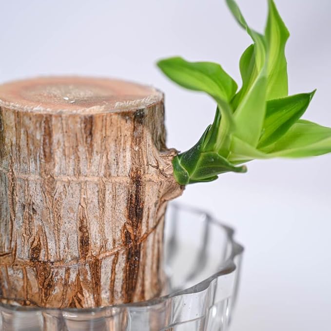 Green Lucky Brazil Wood Potted Plant – Pack of 2