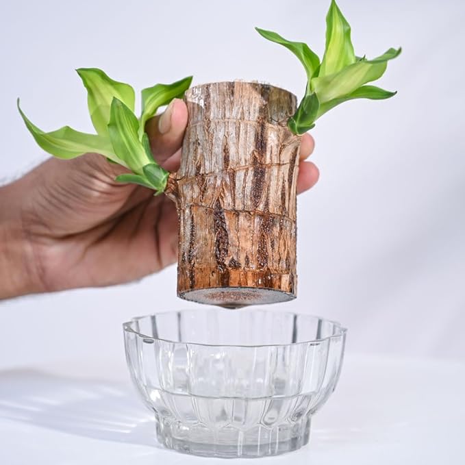 Green Lucky Brazil Wood Potted Plant – Pack of 2