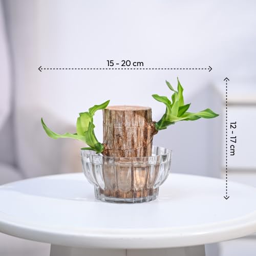 Green Lucky Brazil Wood Potted Plant – Pack of 2