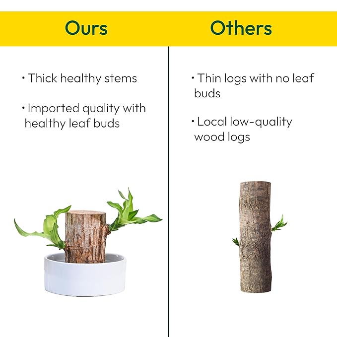 Green Lucky Brazil Wood Potted Plant – Pack of 2
