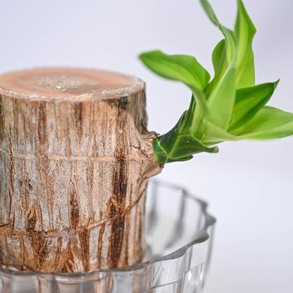 Green Lucky Brazil Wood Potted Plant – Pack of 2