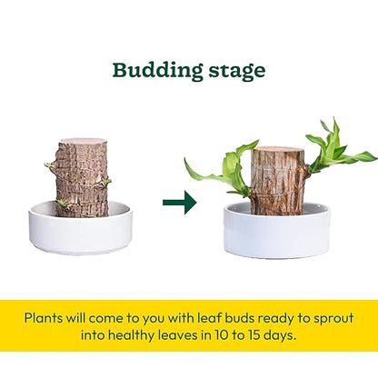 Green Lucky Brazil Wood Potted Plant – Pack of 2
