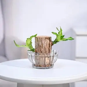 Green Lucky Brazil Wood Potted Plant – Pack of 2