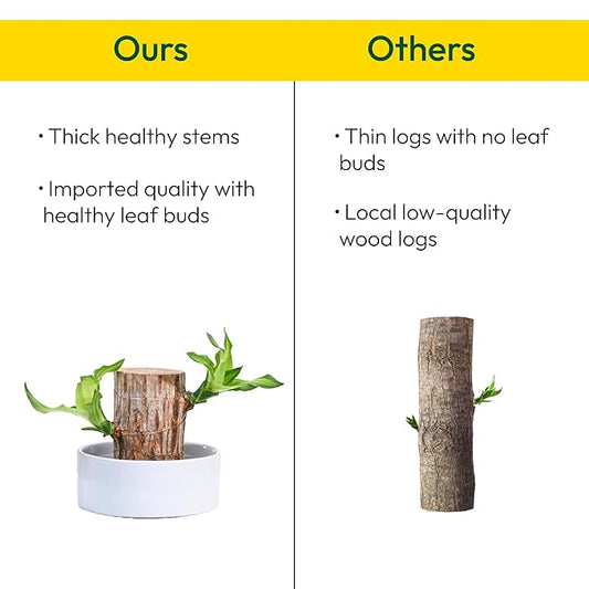 Green Lucky Brazil Wood Potted Plant – Pack of 2