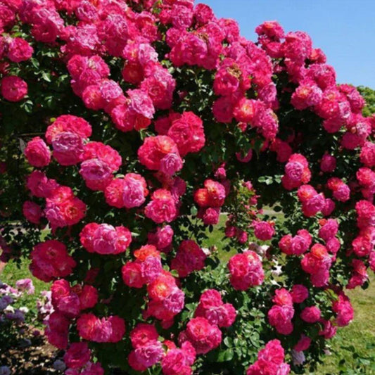 Elegant Climbing Rose Flower Seeds – 1 Pack