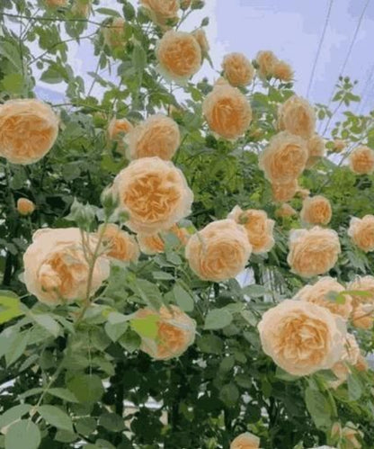 Elegant Climbing Rose Flower Seeds – 1 Pack